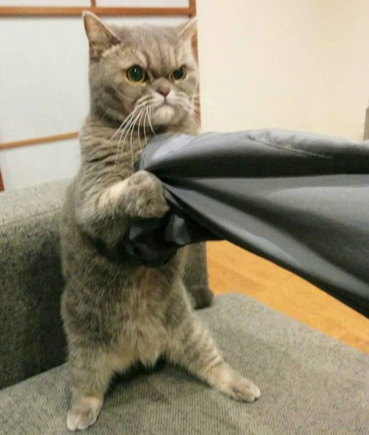 猫と思えない 激かわいい猫の不思議ポーズ10選 ねこのきもちweb Magazine 猫と思えない 激かわいい猫の不思議ポーズ10選 ねこのきもちweb Magazine