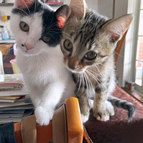 寄りそうよもぎくん（MIX）たち