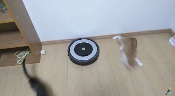 ルンバから逃げる猫
