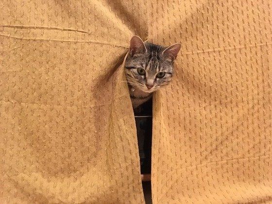 頭をひょっこり出すサバトラ