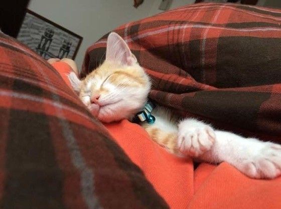 眠る猫