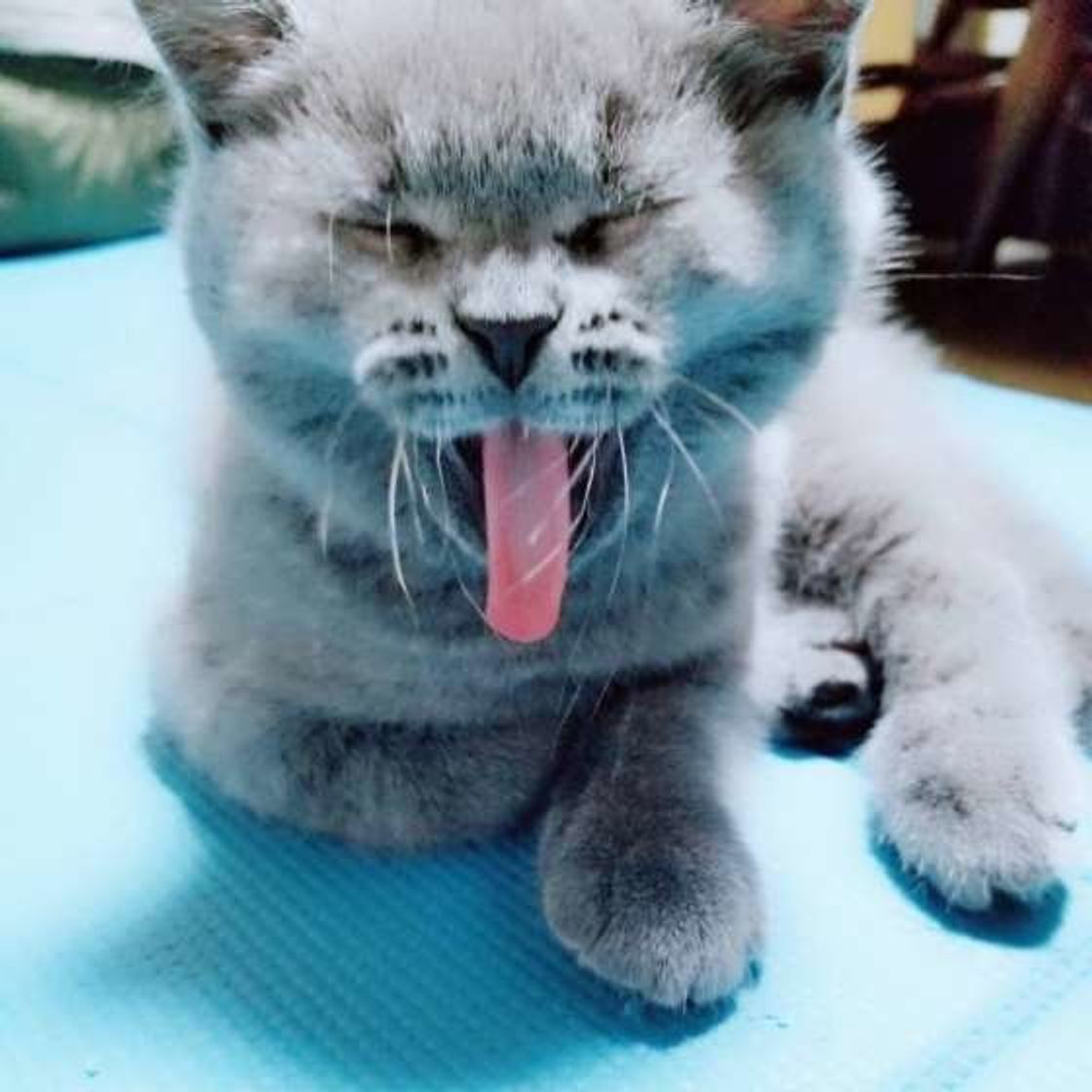 猫の舌のトゲトゲは子猫にはないって本当 猫の舌トリビア3つ ねこのきもちweb Magazine 猫の舌のトゲトゲは子猫にはないって本当 猫の舌トリビア3つ ねこのきもちweb Magazine