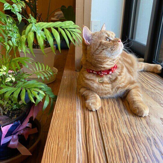 窓の外を眺めるスコティッシュフォールド