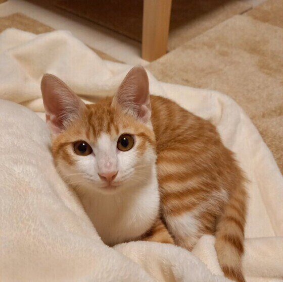 毛布の上に寝転ぶ茶白猫