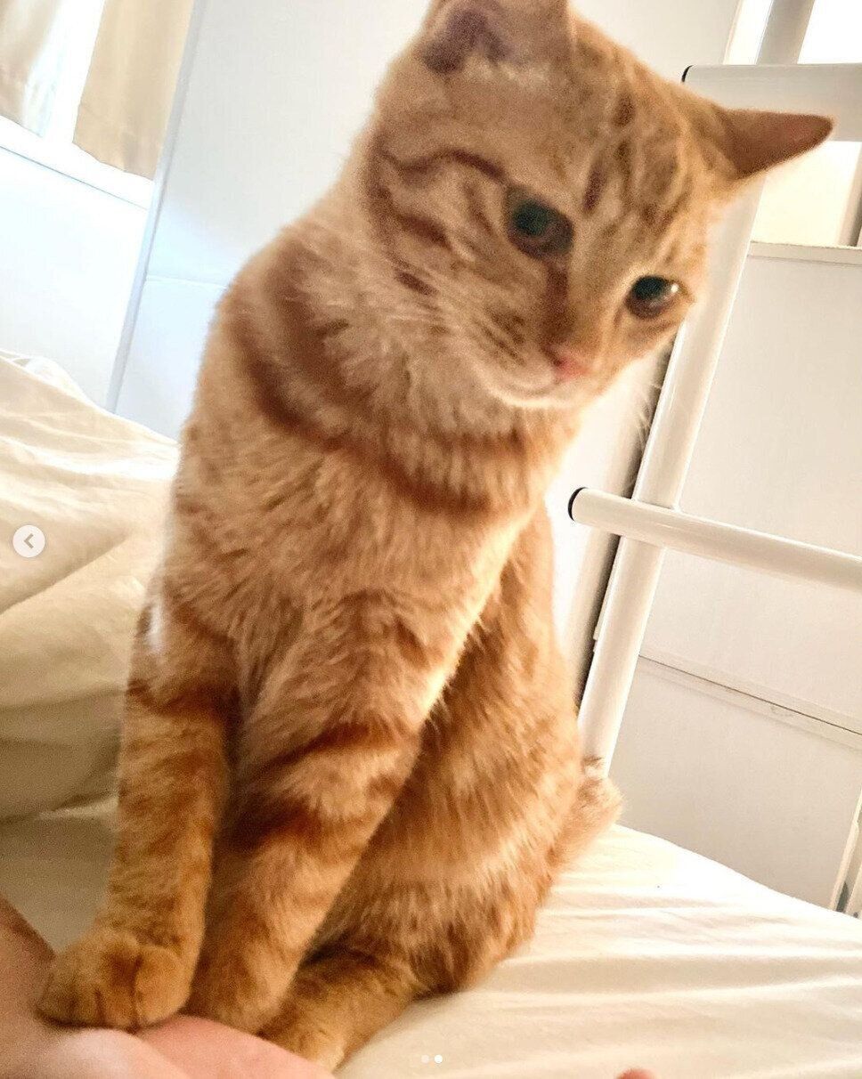 たたずむきなこちゃん