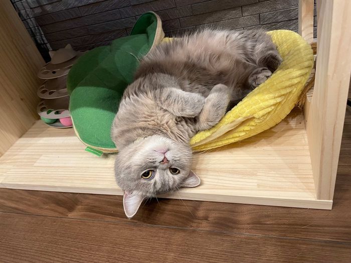 まったりするおんぷちゃん