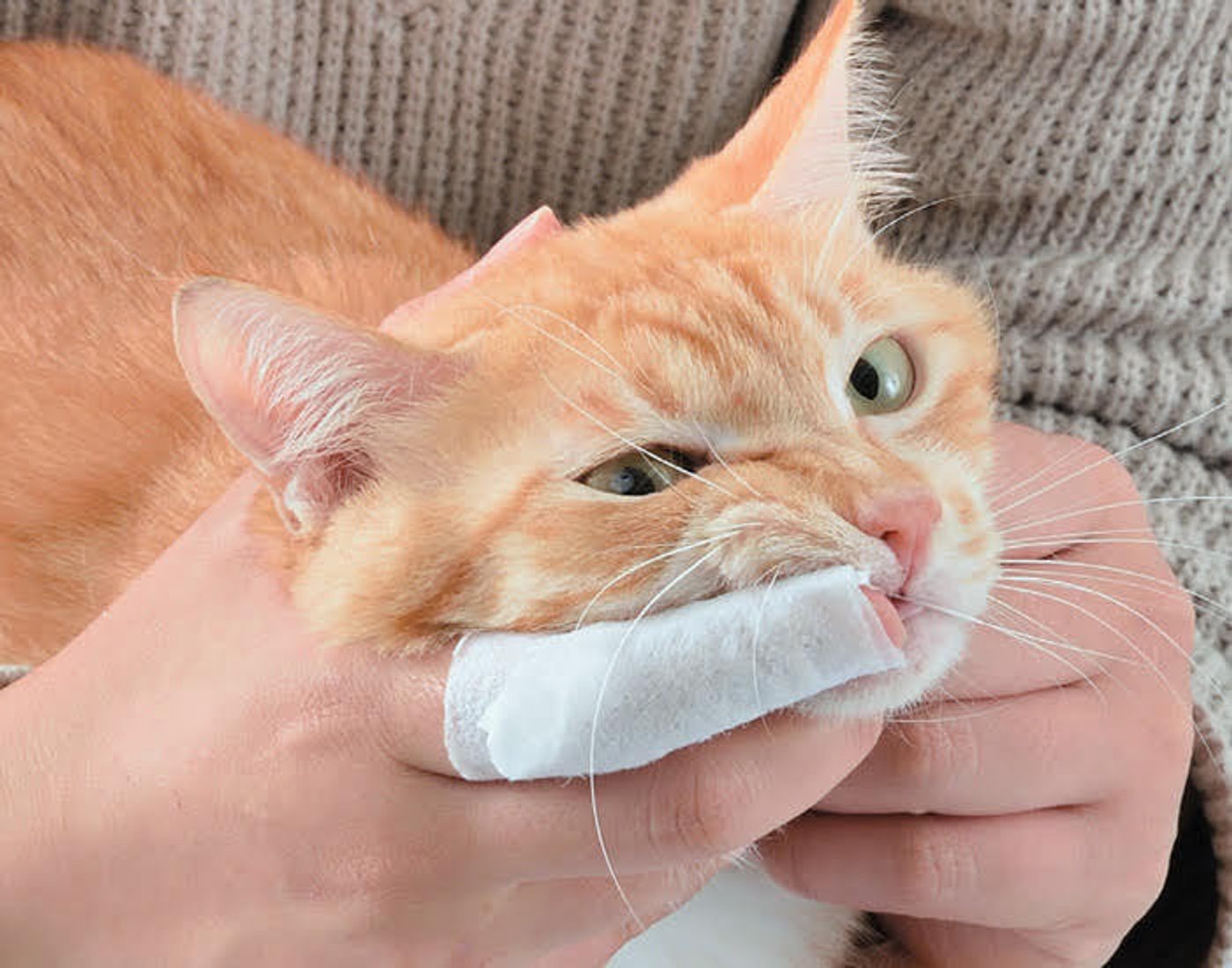 猫の歯石を予防するために 歯ブラシに慣れるまでの手順を解説 ねこのきもちweb Magazine 猫の歯石を予防するために 歯ブラシに慣れるまでの手順を解説 ねこのきもちweb Magazine