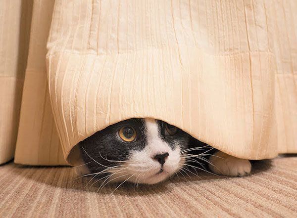 カーテンの裏に隠れる猫