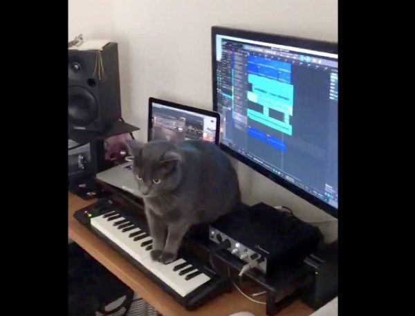 キーボードの上に乗るバーちゃん