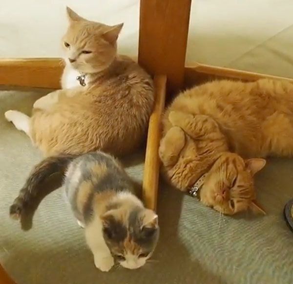 くつろぐマンチカン