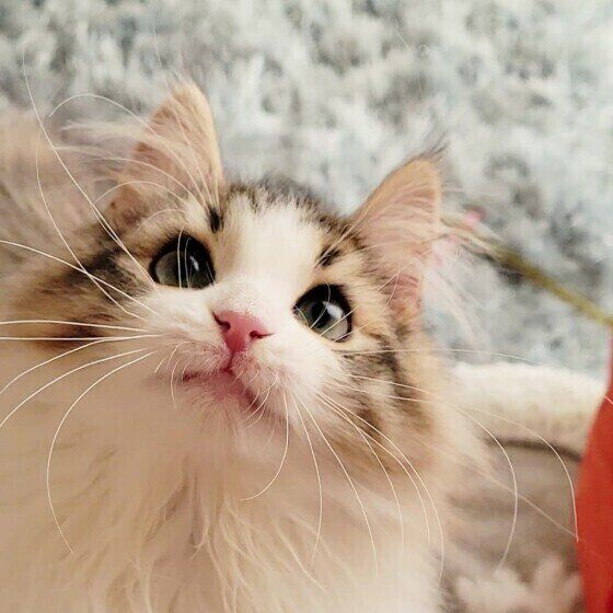 じゃれねこチャンとハートヘアクリップミケ猫