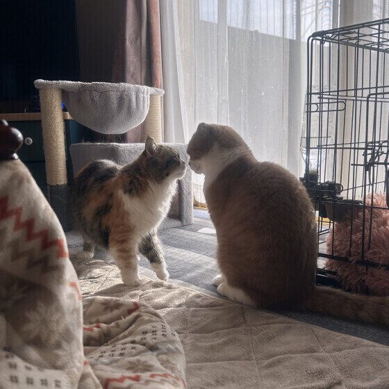 向き合うミヌエットとラガマフィン