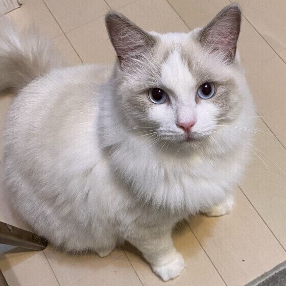 ラグドールの鈴ちゃん  