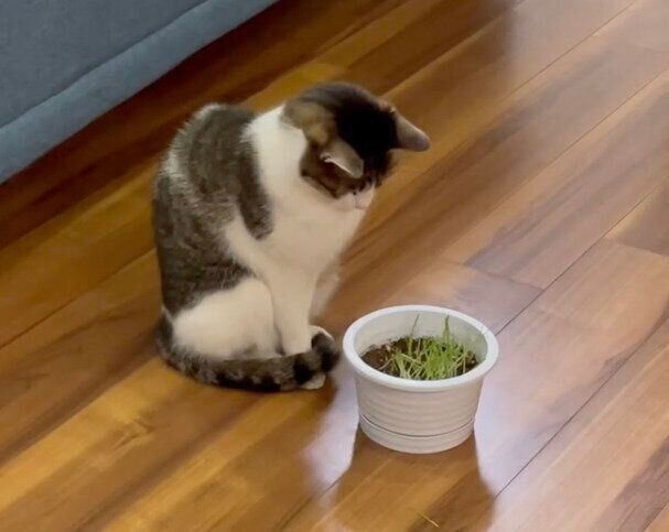 猫草を見つめるアルくん