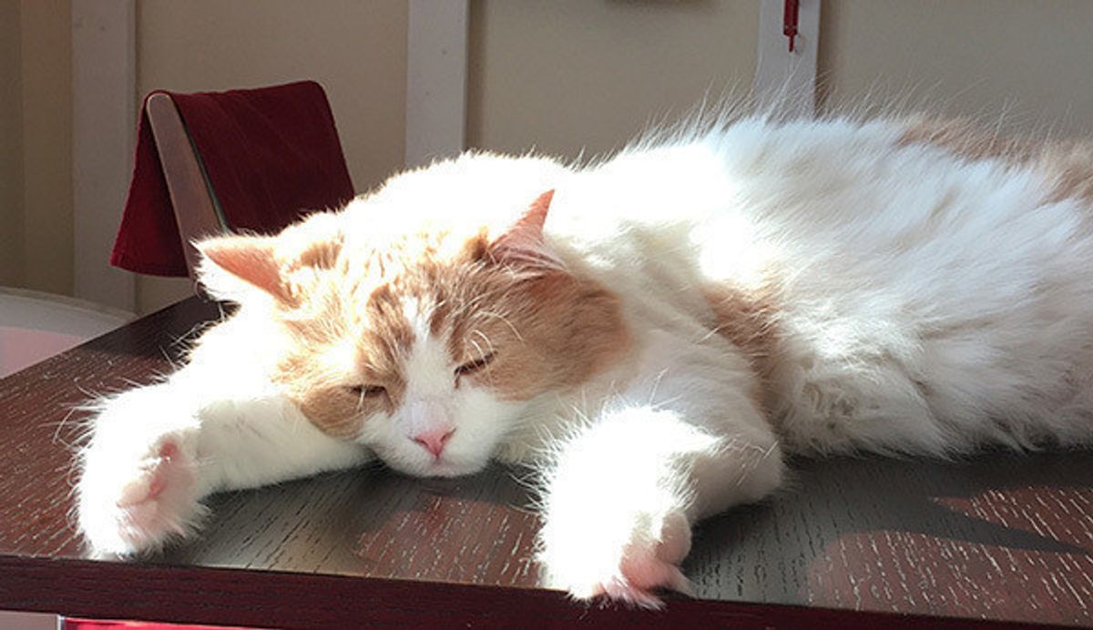 猫が嫌いなものランキング 第1位はやっぱり アレだった ねこのきもちweb Magazine 猫が嫌いなものランキング 第1位はやっぱり アレだった ねこのきもちweb Magazine