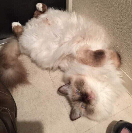 バーマンのまろちゃん