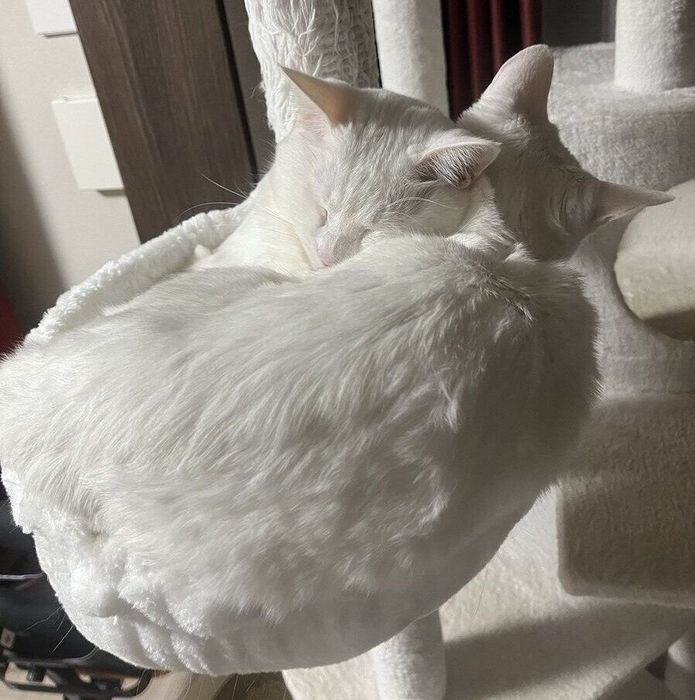 琥珀ちゃんが使っているハンモックに乗る碧ちゃん