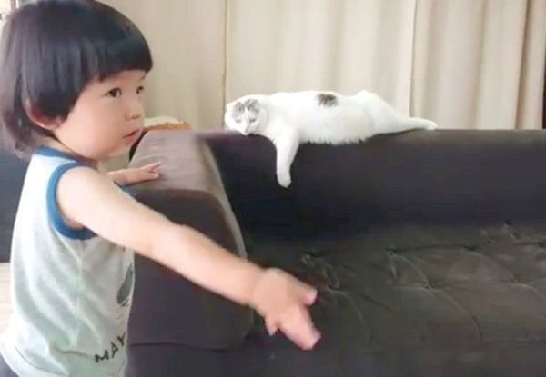 男の子に惑わされるスコティッシュフォールド