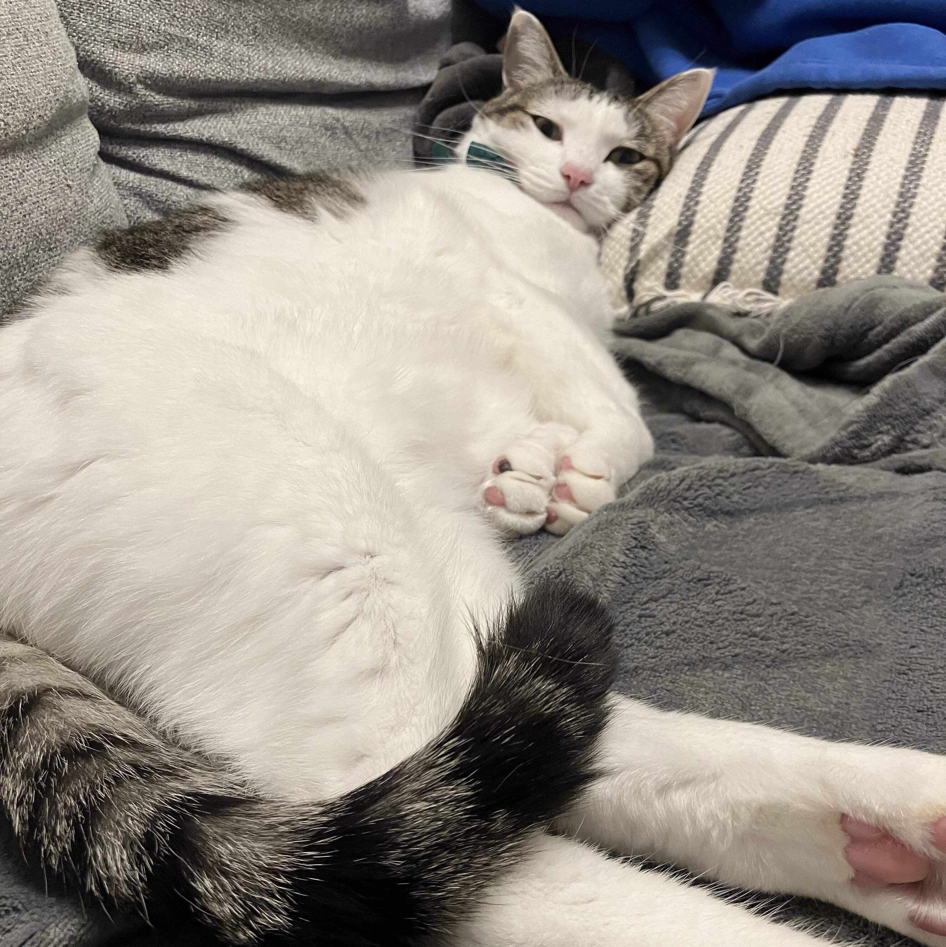 毛布の上で気持ちよさそうに寝転がるリボンちゃん