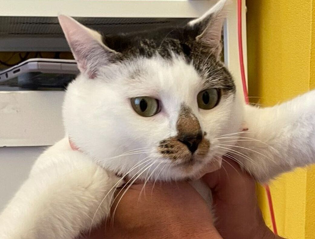 「真顔に見えるお顔」でこちらを見る猫