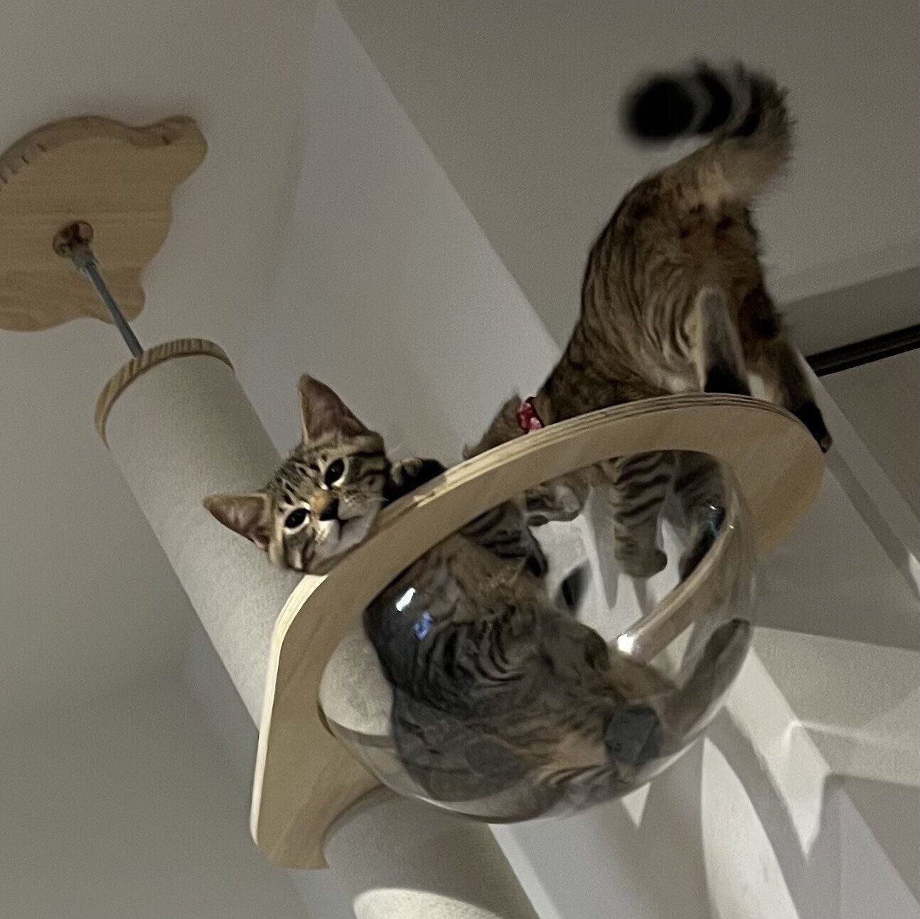 迎え入れ当時のルルくんとララちゃん