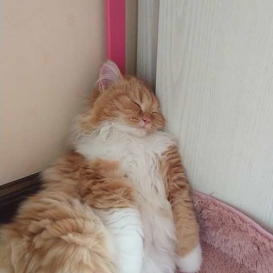 熟睡するスコティッシュフォールド・ロングヘア