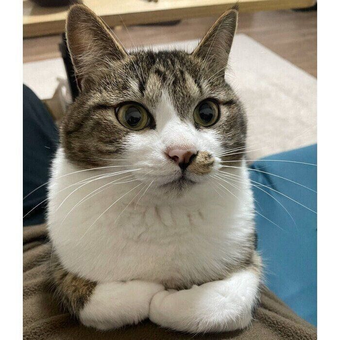 飼い主さんのお腹の上でくつろぐちいまくん