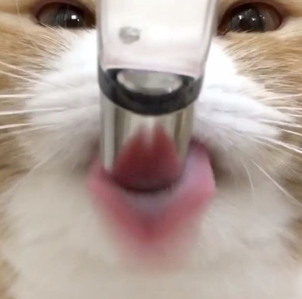 寄り目で水を飲む猫