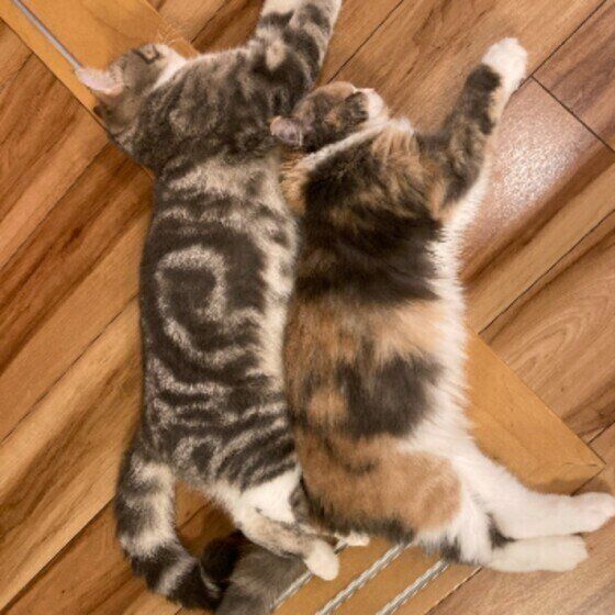 仲良しなたまちゃんたち