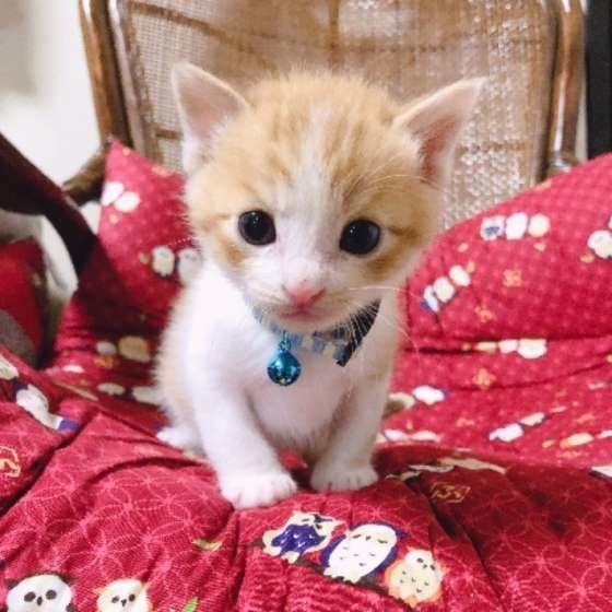 カメラ目線のラテくん