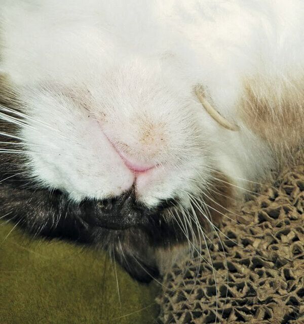 あごニキビができた猫