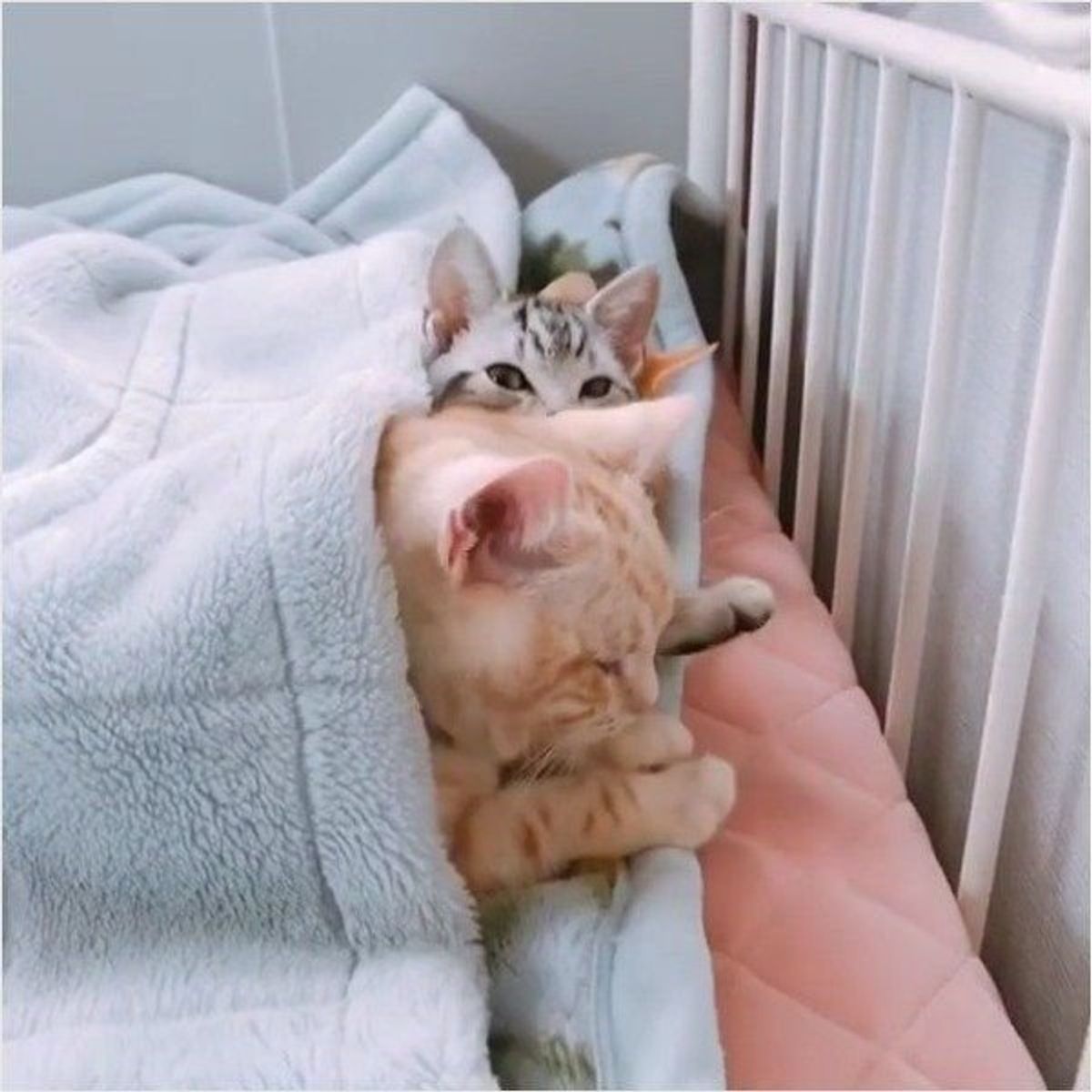 お布団にくるまるニャンズ ママが近づいたときの まさかの反応 に驚き ねこのきもちweb Magazine お布団にくるまるニャンズ ママが近づいたときの まさかの反応 に驚き ねこのきもちweb Magazine