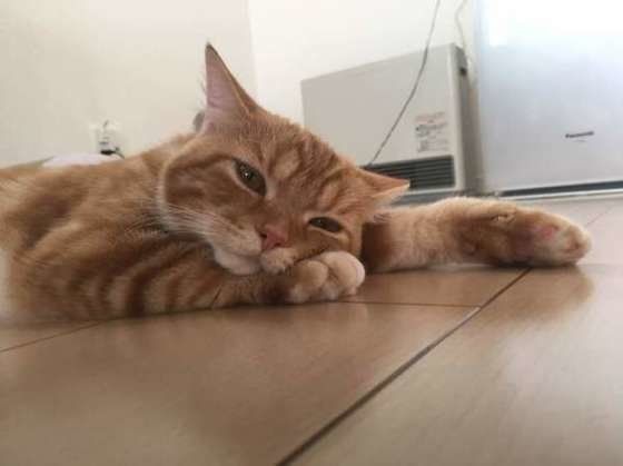 スコティッシュフォールド