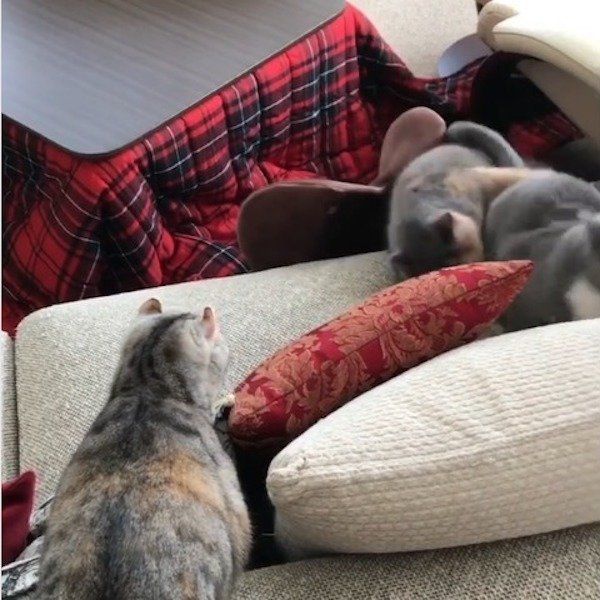 家の中で走り回る猫