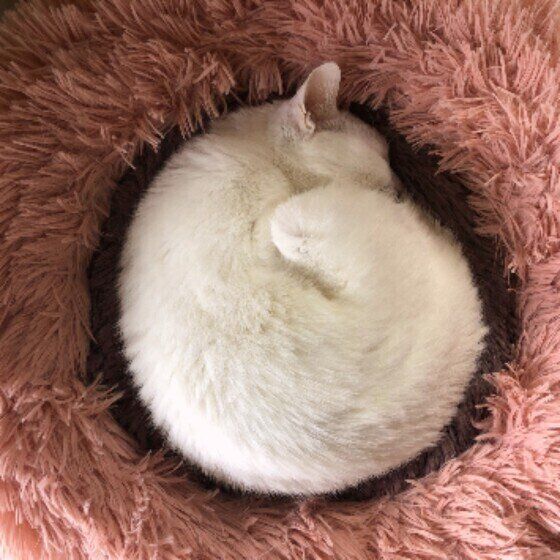 雪の日にアンモニャイトになる白猫