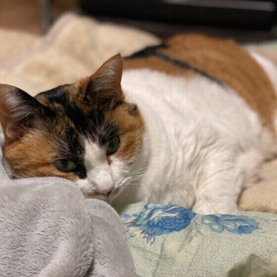 のんびり休憩中のミケ