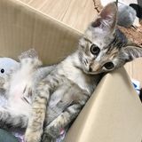 獣医師監修 猫エイズ Fiv とは 症状 検査や治療 予防について解説 ねこのきもちweb Magazine 獣医師監修 猫エイズ Fiv とは 症状 検査や治療 予防について解説 ねこのきもちweb Magazine