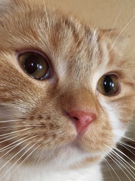 猫の顔アップ