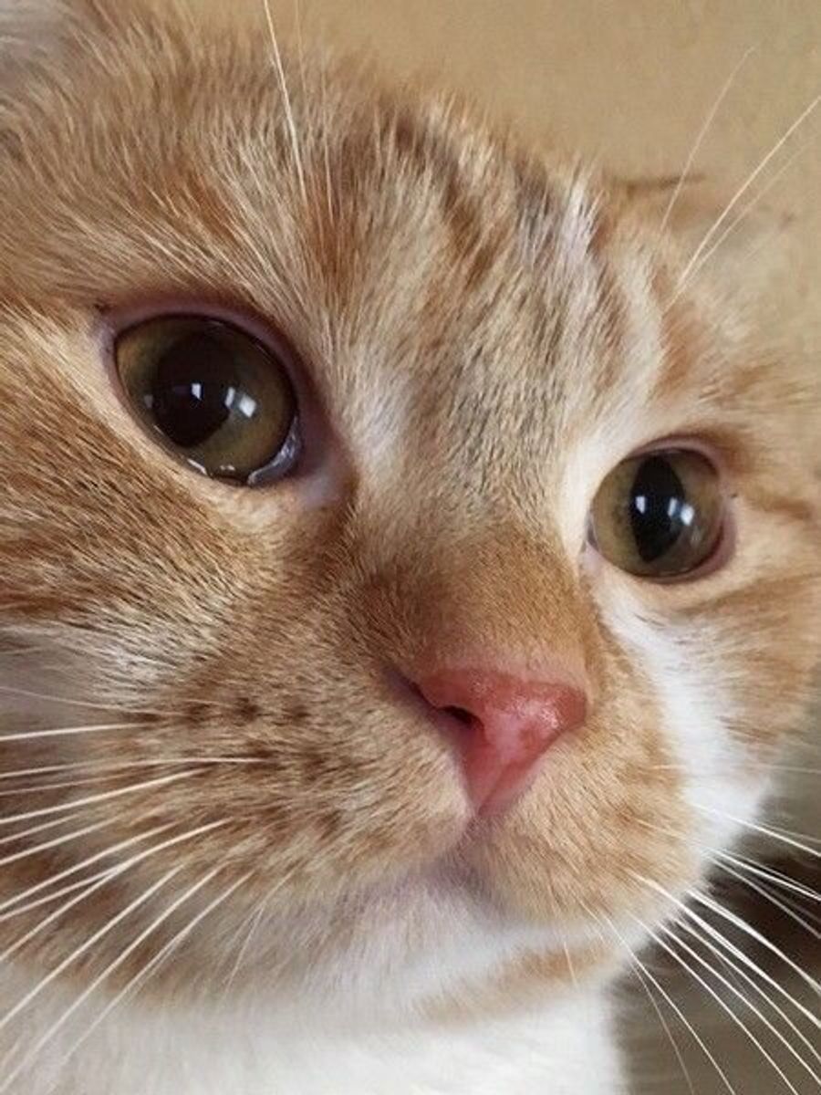 獣医師監修 花粉症にかかりやすい猫の特徴 検査治療 対策は ねこのきもちweb Magazine 獣医師監修 花粉症にかかりやすい猫の特徴 検査治療 対策は ねこのきもちweb Magazine