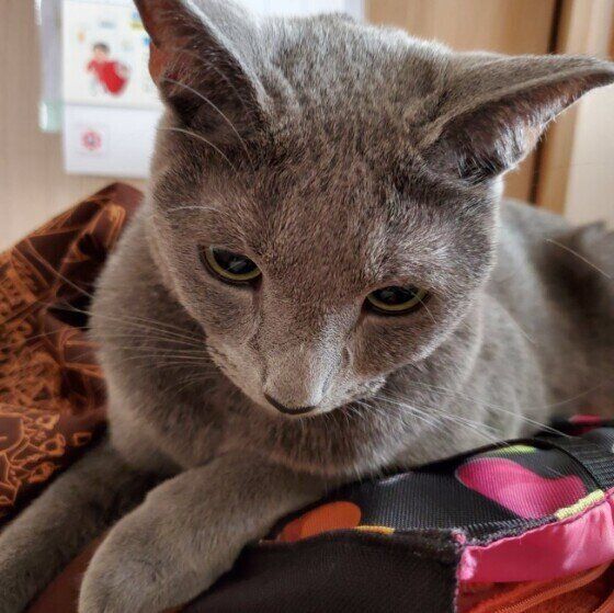 カバンの上に乗るレグルスくん（ロシアンブルー）