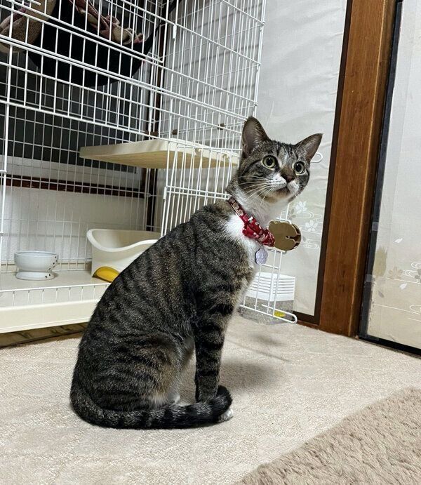 息子さんのことをじーーーっと見つめるごまちゃん