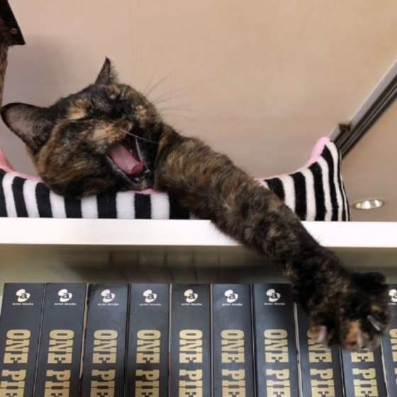 あくびをする猫