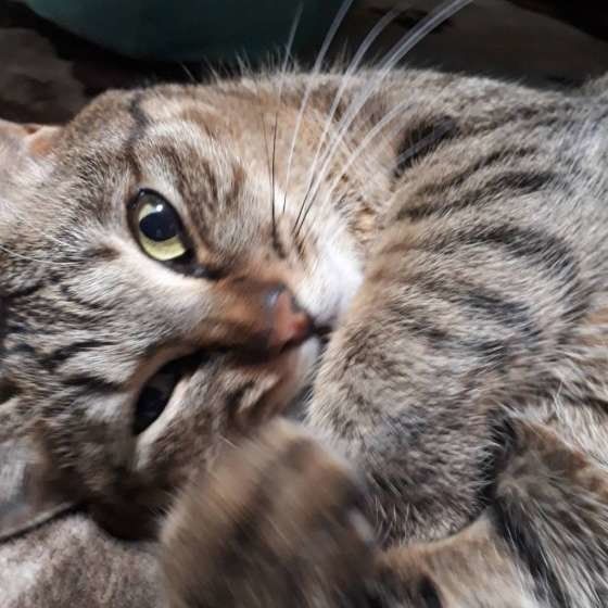 猫パンチするキジトラ