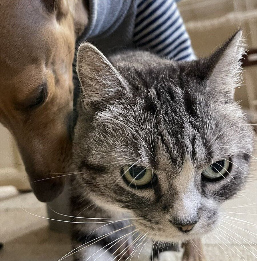 猫の玉三郎ちゃんに覆いかぶさる犬の新吉ちゃん