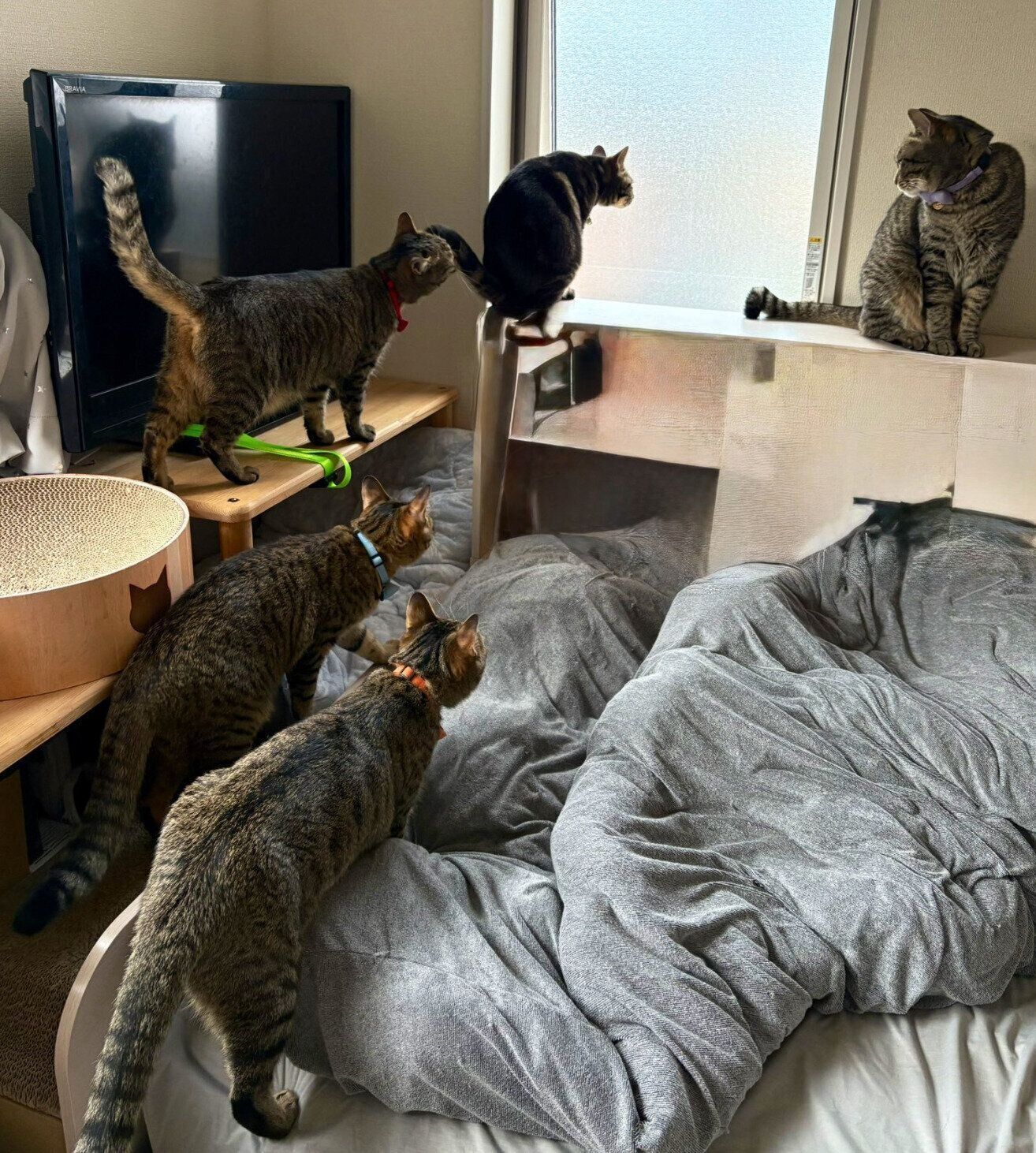 飼い主さんを起こす猫たち