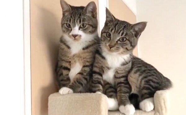 寄り添うちゃむのすけちゃんと、まるきちちゃん