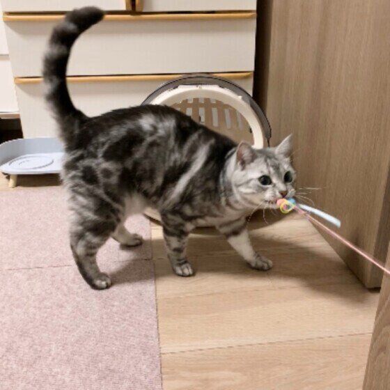おもちゃを咥える小鉄くん（アメリカンショートヘア）