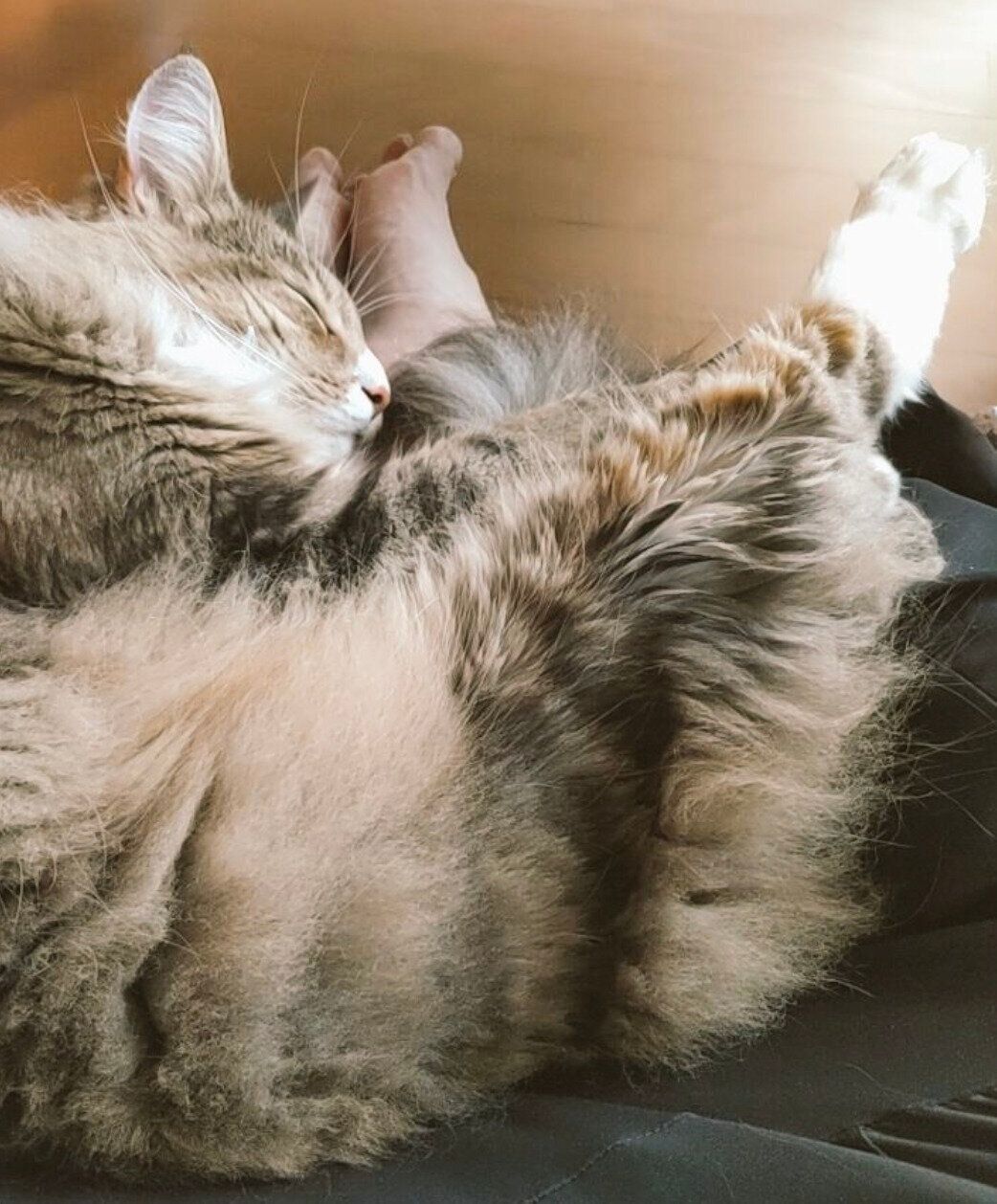 飼い主さんのあぐらで眠る里音くん