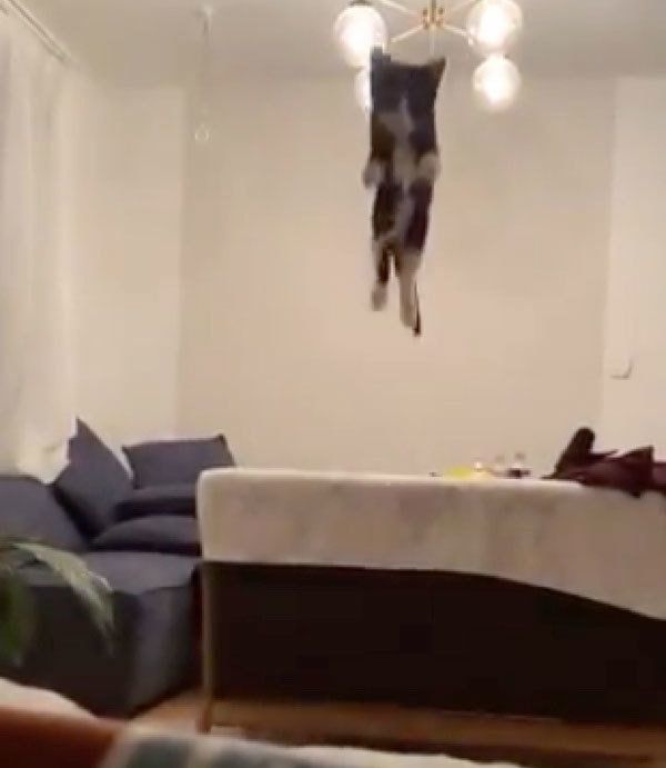 すごい跳躍を見せるチーちゃん