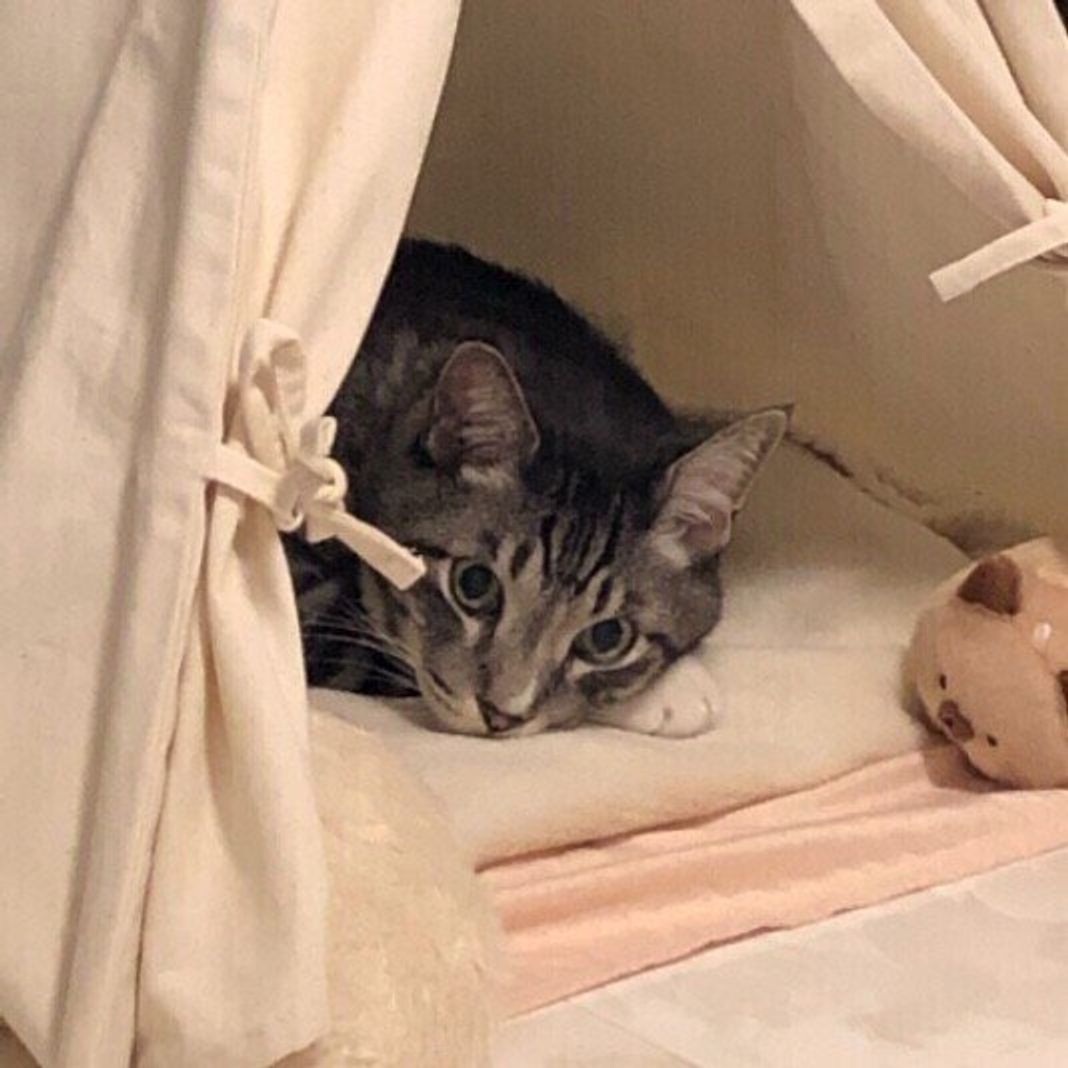 猫が 寂しい と思っているときに見せるサインとは ねこのきもちweb Magazine 猫が 寂しい と思っているときに見せるサインとは ねこのきもちweb Magazine